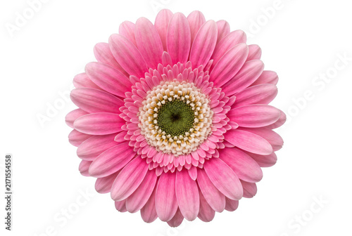 Canvastavla Vibrant Pink Gerbera Daisy Flower Isolated Close Up