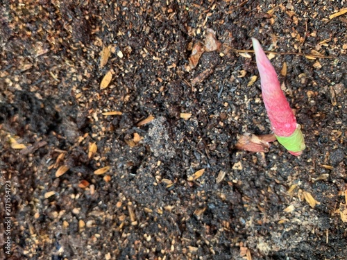 Bild auf Leinwand High angle close up photo of a pink caladium plant bud emerging from fertile organic soil in Jakarta, Indonesia