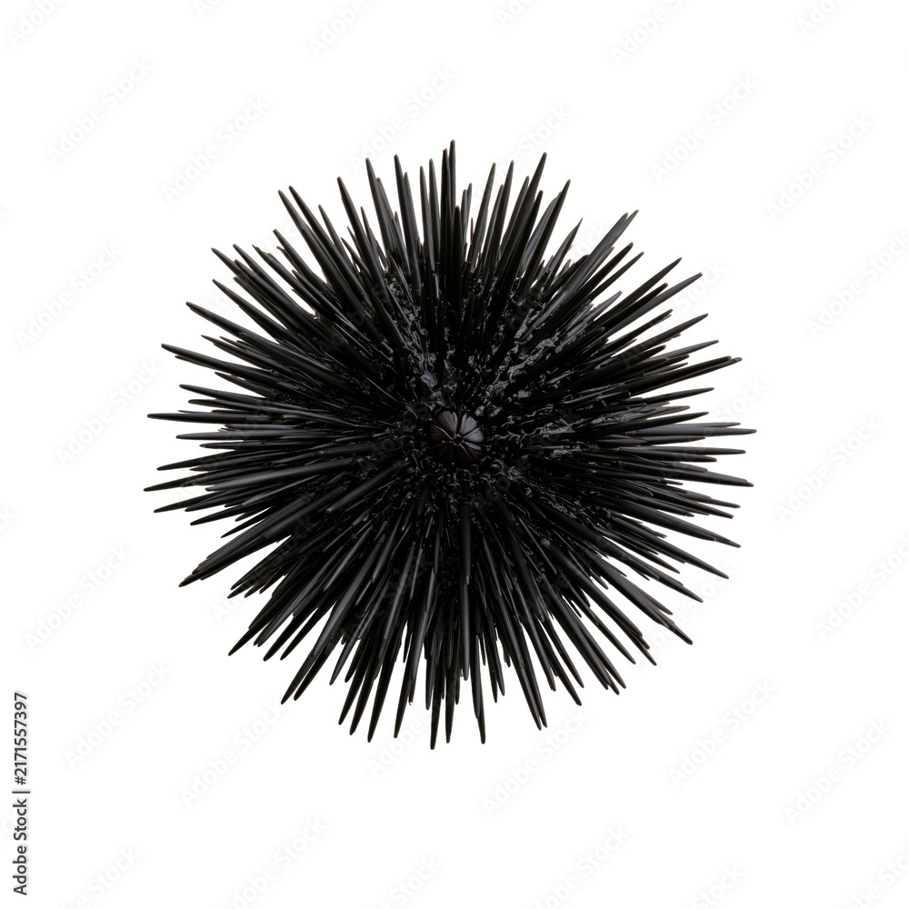 Obraz premium Spherical black sea urchin with sharp dark spines found on the sea floor during a diving trip in the ocean