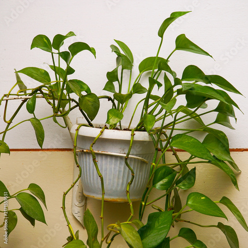 Pothos plant in a white plastic pot hanging on a wall