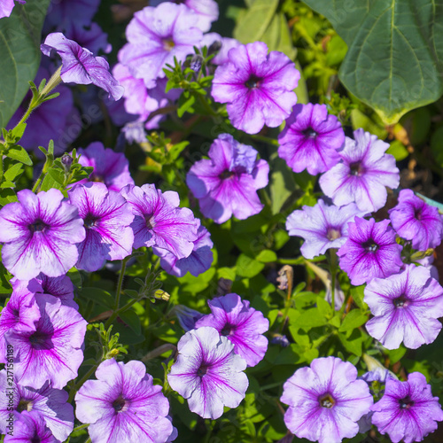 Purple petunias in flowerbed
