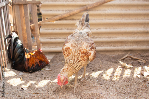 Fotografía Hen foraging on the ground in a traditional farm coop with rooster resting in th