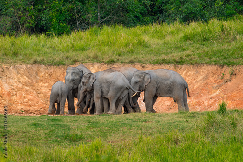 Its body is gray, its snout is called the trunk. The trunk of the Asian elephant has only one beak. Nakhon Ratchasima, Thailand.