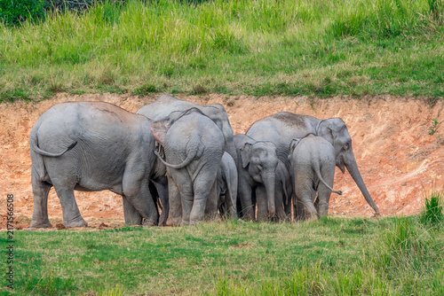 Its body is gray, its snout is called the trunk. The trunk of the Asian elephant has only one beak. Nakhon Ratchasima, Thailand.
