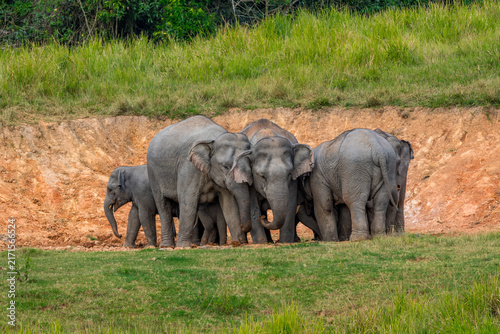 Its body is gray, its snout is called the trunk. The trunk of the Asian elephant has only one beak. Nakhon Ratchasima, Thailand.