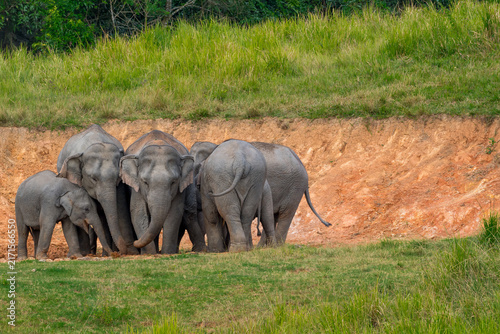 Its body is gray, its snout is called the trunk. The trunk of the Asian elephant has only one beak. Nakhon Ratchasima, Thailand.
