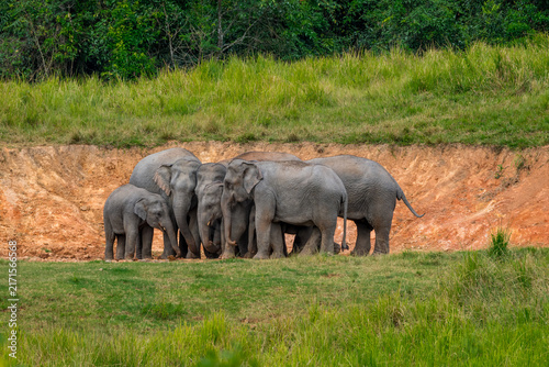 Its body is gray, its snout is called the trunk. The trunk of the Asian elephant has only one beak. Nakhon Ratchasima, Thailand.