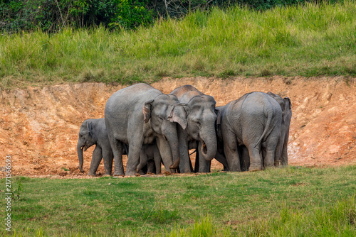 Its body is gray, its snout is called the trunk. The trunk of the Asian elephant has only one beak. Nakhon Ratchasima, Thailand.