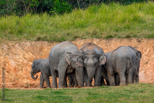 Its body is gray, its snout is called the trunk. The trunk of the Asian elephant has only one beak. Nakhon Ratchasima, Thailand.