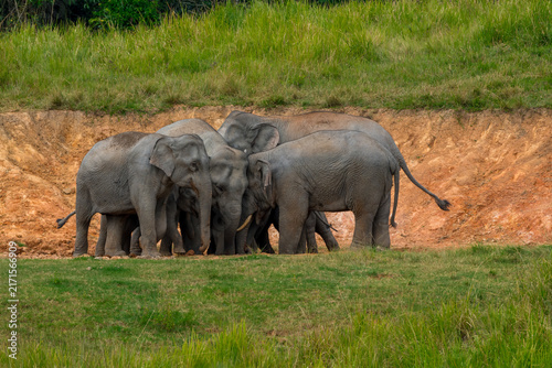 Its body is gray, its snout is called the trunk. The trunk of the Asian elephant has only one beak. Nakhon Ratchasima, Thailand.