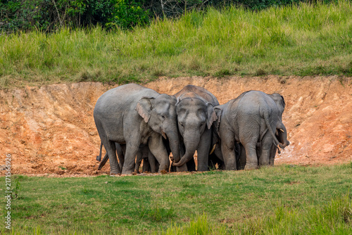 Its body is gray, its snout is called the trunk. The trunk of the Asian elephant has only one beak. Nakhon Ratchasima, Thailand.