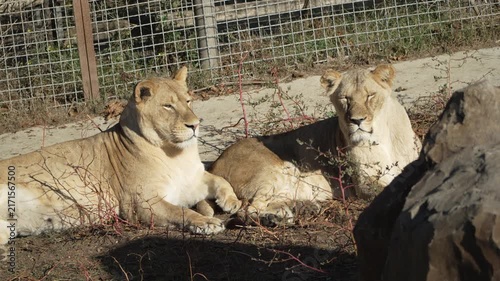 Lions, Enclosure, Zoo - Two lions relaxing in a zoo enclosure.