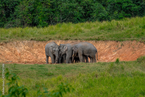 Its body is gray, its snout is called the trunk. The trunk of the Asian elephant has only one beak. Nakhon Ratchasima, Thailand.
