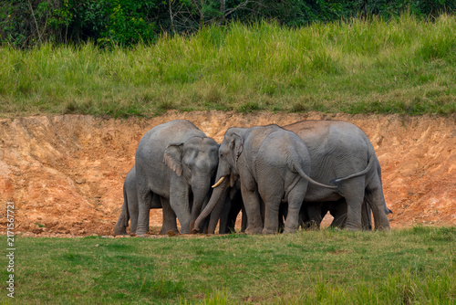 Its body is gray, its snout is called the trunk. The trunk of the Asian elephant has only one beak. Nakhon Ratchasima, Thailand.