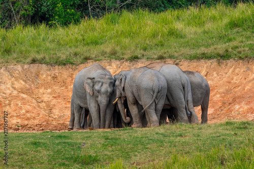 Its body is gray, its snout is called the trunk. The trunk of the Asian elephant has only one beak. Nakhon Ratchasima, Thailand.