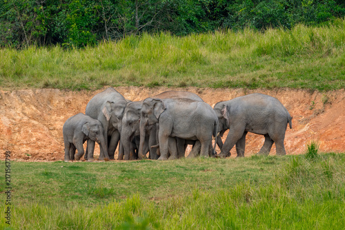 Its body is gray, its snout is called the trunk. The trunk of the Asian elephant has only one beak. Nakhon Ratchasima, Thailand.