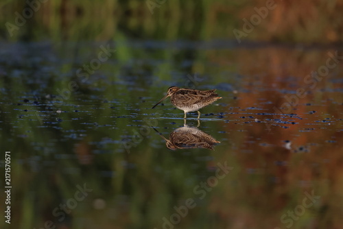 Cuadro en lienzo common snipe
