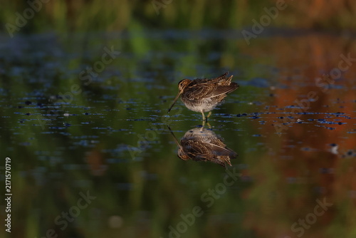 Cuadro en lienzo common snipe