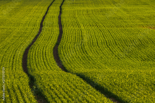 Rolling green wheat field with tractor tracks under golden sunlight across gentle hill, with wheat, field, track, tractor detail, showing rows, green, crop, agriculture context