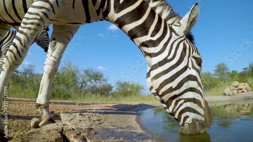 Two zebras drinking water from a scenic pond in the african wilderness.