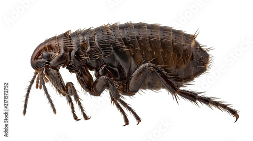 Fotografía Flea Insect PNG, Isolated on a Transparent Background