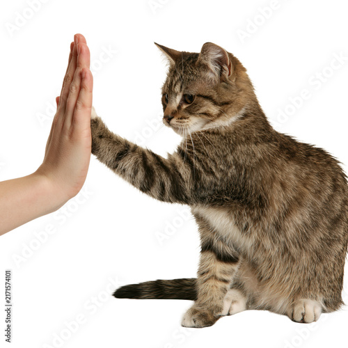 A hand and a cat's paw meet in a high five on a plain white background