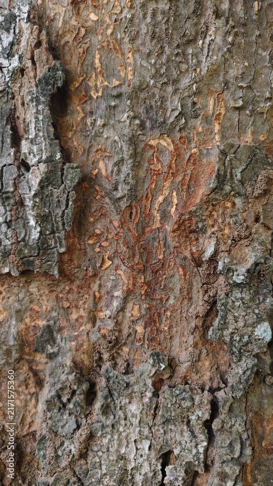 Fototapeta premium Vertical Close-Up of Rough Weathered Tree Bark Texture
