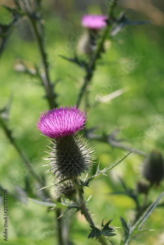 Canvastavla Purple thistle flower head blooming against a softly blurred green meadow background