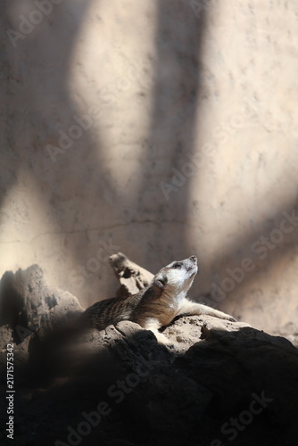 Canvas Print Small mongoose-like mammal basking on sunlit rocks against a dark natural background