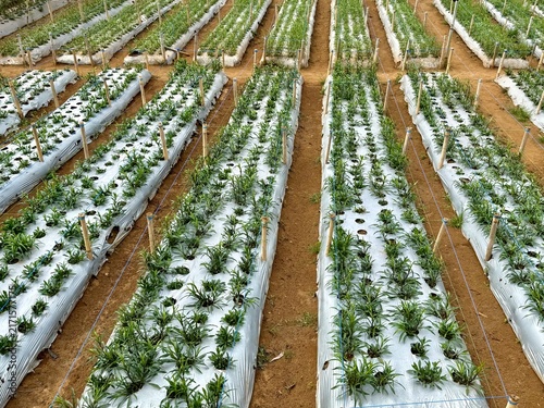 Cuadro en lienzo Vegetables in a farmland