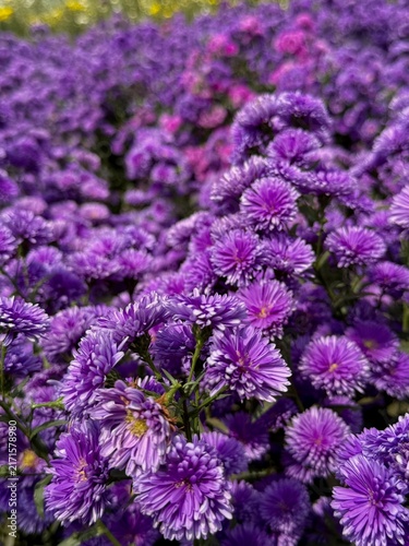 Purple flowers of Daisy family in the garden