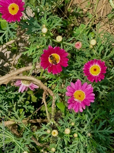 Bee on pink and yellow flowers of Marguerite daisy