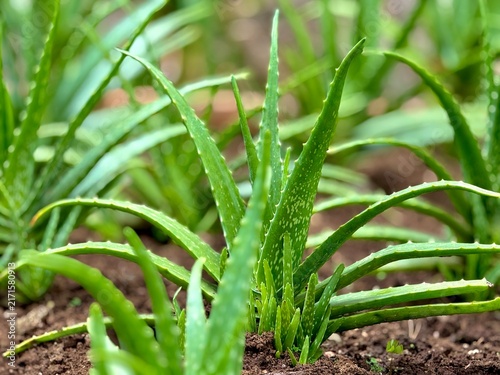 Aloe vera plant growing