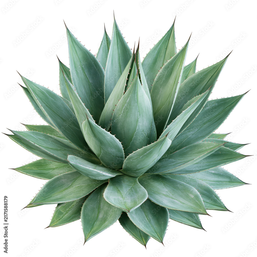 Fototapeta premium Agave plant grows in a sunny garden area with green leaves arranged in a rosette shape
