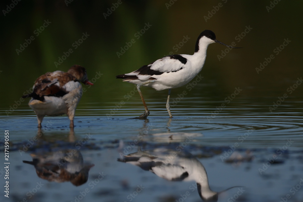 Obraz premium avocet