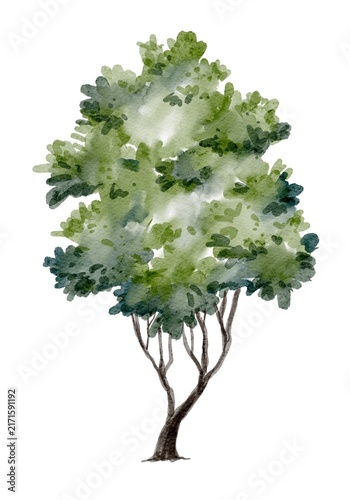 Watercolor architectural tree side view with visible branches and light green foliage on white background for landscape design and drawing