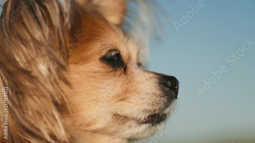 Dog with long fur enjoys clear sky in outdoor space during daytime with gentle breeze