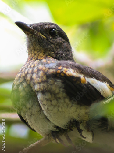 Foto Juvenile Oriental magpie-robin bird showing scaly patterned plumage while perche