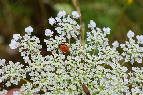 Fotografía Bright macro shot of a ladybug (seven-spot ladybird) crawling on a lush white umbel flower head of wild carrot or yarrow