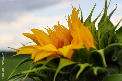 Fotografie Macro shot of an opening sunflower bloom with bright yellow petals and rich green sepals