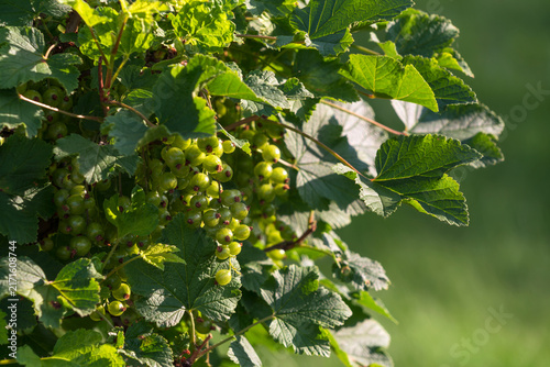 Green, unripe clusters of red currants (Ribes rubrum) on an ornamental shrub in the Catherine Park of Tsarskoye Selo on a sunny summer day, Pushkin, Saint Petersburg, Russia