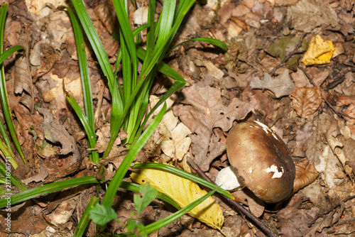 Картината върху платно Fresh porcini mushroom with a dark brown cap grows through a layer of dry fallen leaves in a wild forest