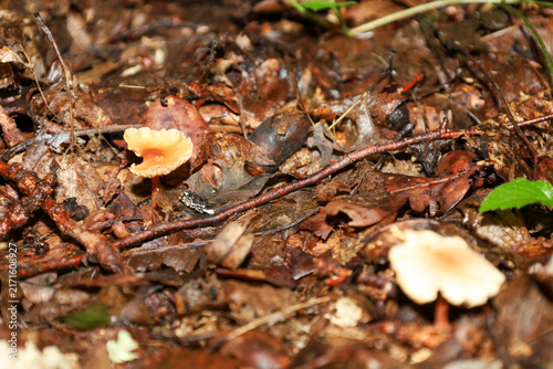 Macro shot of small orange wild mushrooms growing through wet fallen leaves and dry twigs on the forest floor. Detailed view of the natural ground cover in a damp autumn forest.