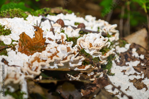Canvas Print Detailed macro shot of white bracket fungi and mycelium colony covering a rotten mossy tree stump