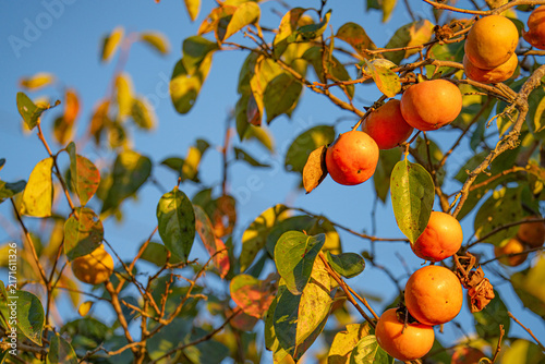 Obraz na płótnie Ripe orange persimmons glowing in warm autumn sunlight against a blue sky