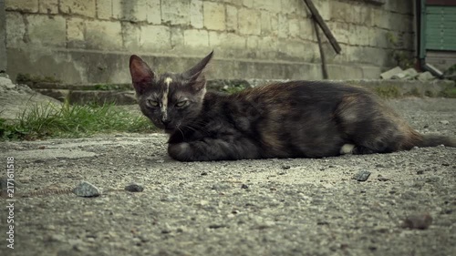 Young tortoiseshell cat lying on the ground outdoors and looking directly into the camera with an attentive expression. Natural close-up feline portrait in an urban residential environment, capturing