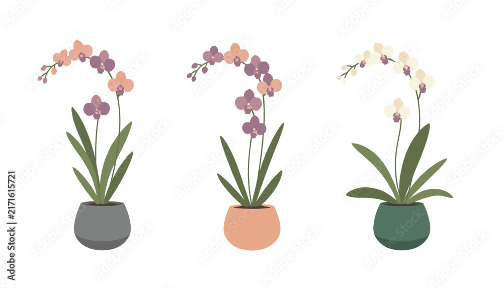 Obraz premium Three beautiful orchid flower plants in different colored pots arranged in a row against a plain white background.
