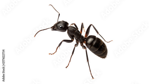 Large dark brown ant insect macro portrait isolated on a white background
