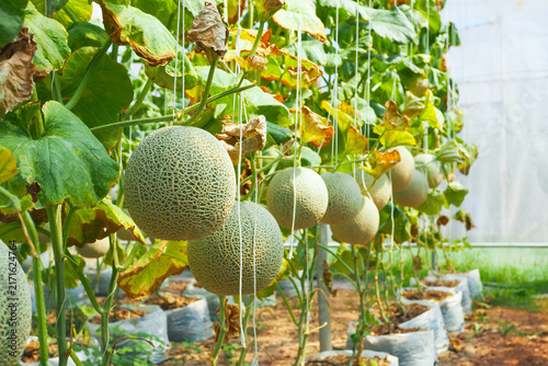 Fresh cantaloupe melons growing on vine in modern organic greenhouse farm.