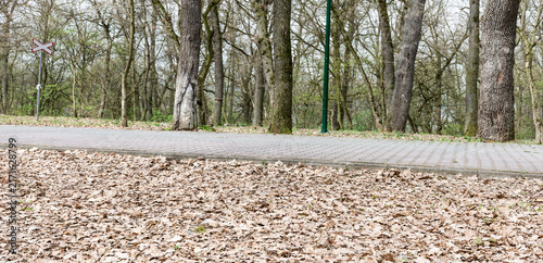 Quiet autumn pathway surrounded by leaf-covered ground and bare trees in a serene park setting.